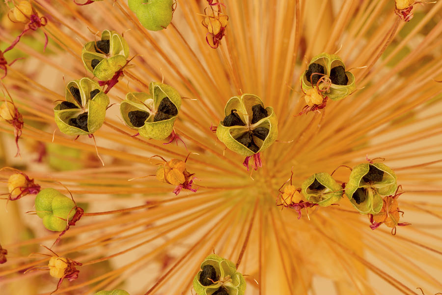 Dried Allium Seed Macro Photograph by Sandra Foster