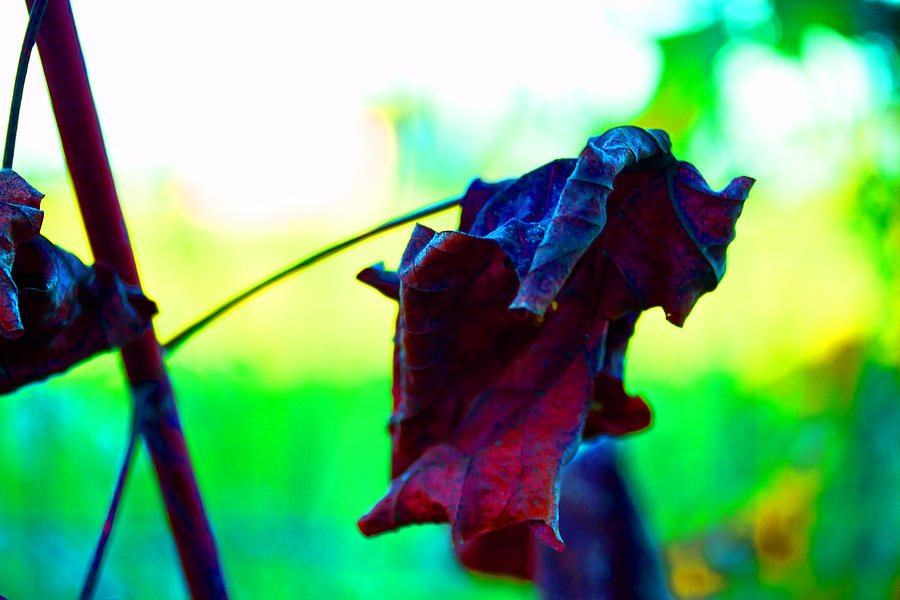 Dried Autumn Leaf Photograph by Marie Jamieson