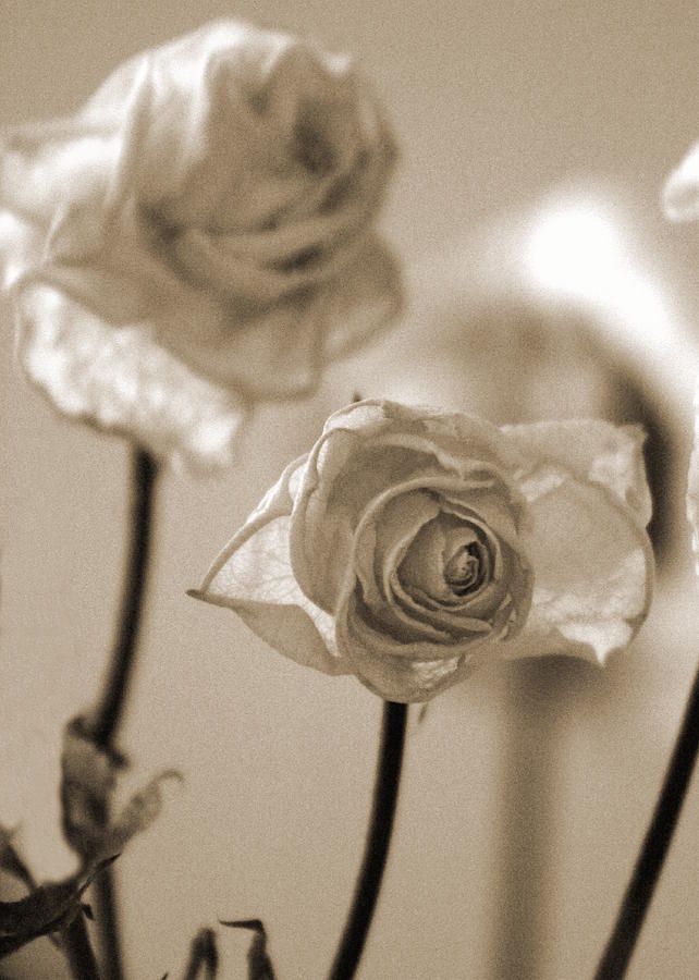 Dried Bouquet of White Roses in Sepia Photograph by Colleen Cornelius