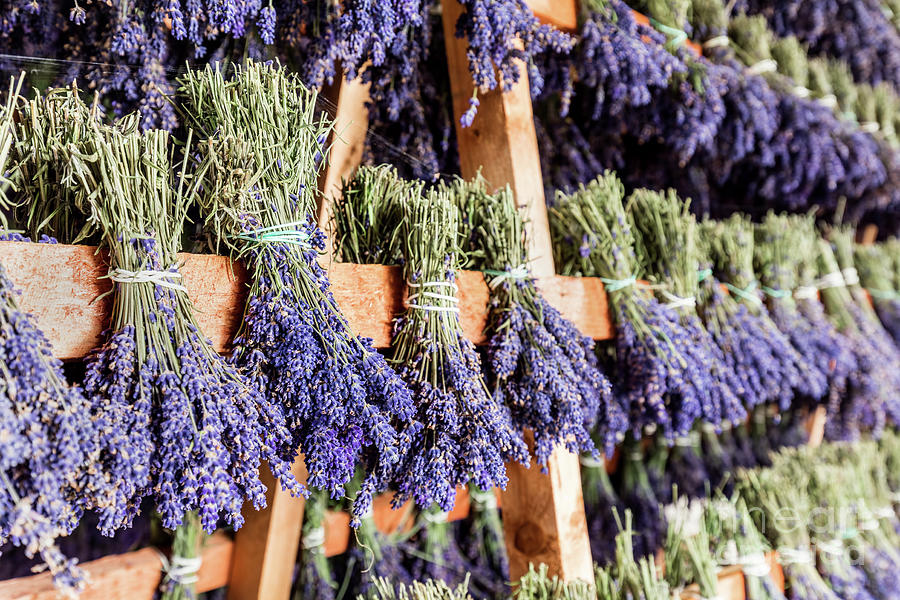 Dried bunches of lavender hanging on wooden ladders Photograph by Michal Bednarek