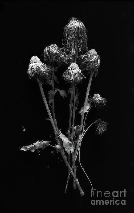 Dried Chrysanthemums Photograph by Ann Jacobson