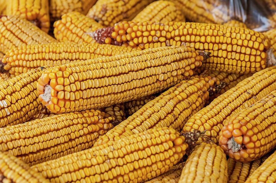 Dried corn Photograph by Brian Green