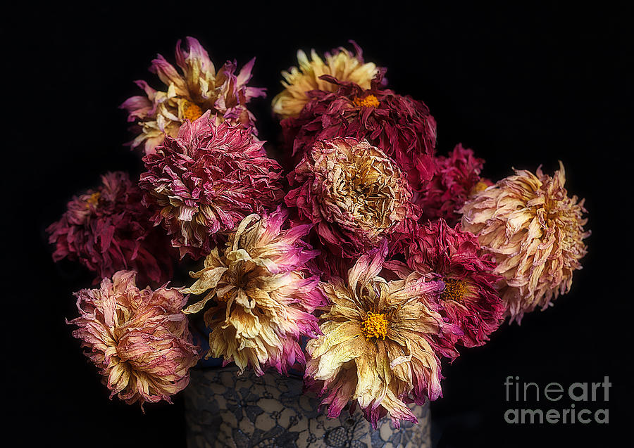 Dried Dahlias from the Garden Photograph by Ann Jacobson