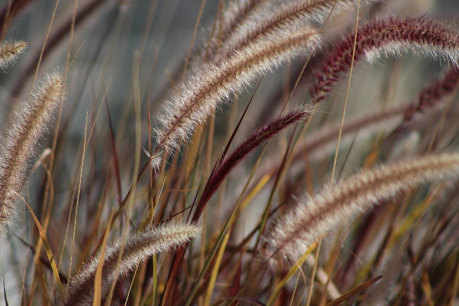 Dried Desert Grass Plumes in Honey Brown Photograph by Colleen Cornelius