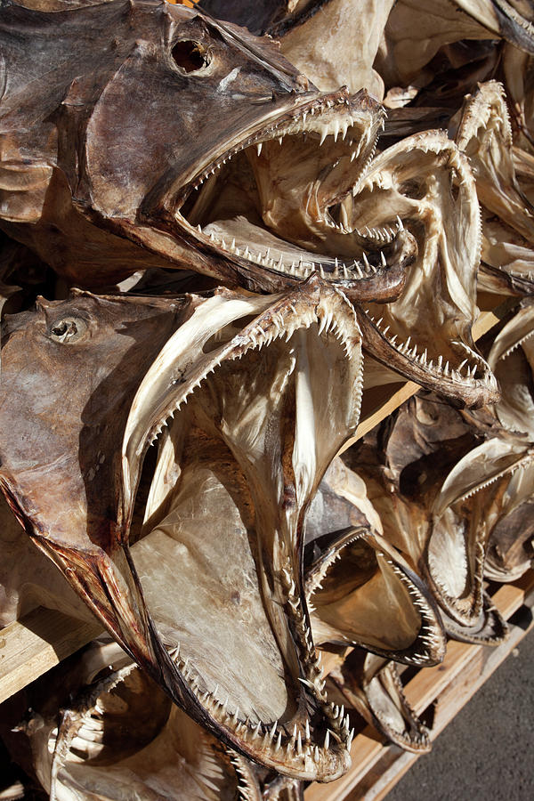 Dried Fish Heads Photograph by Aivar Mikko