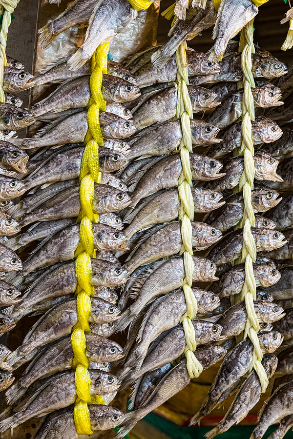 Dried Fish Photograph by James BO Insogna
