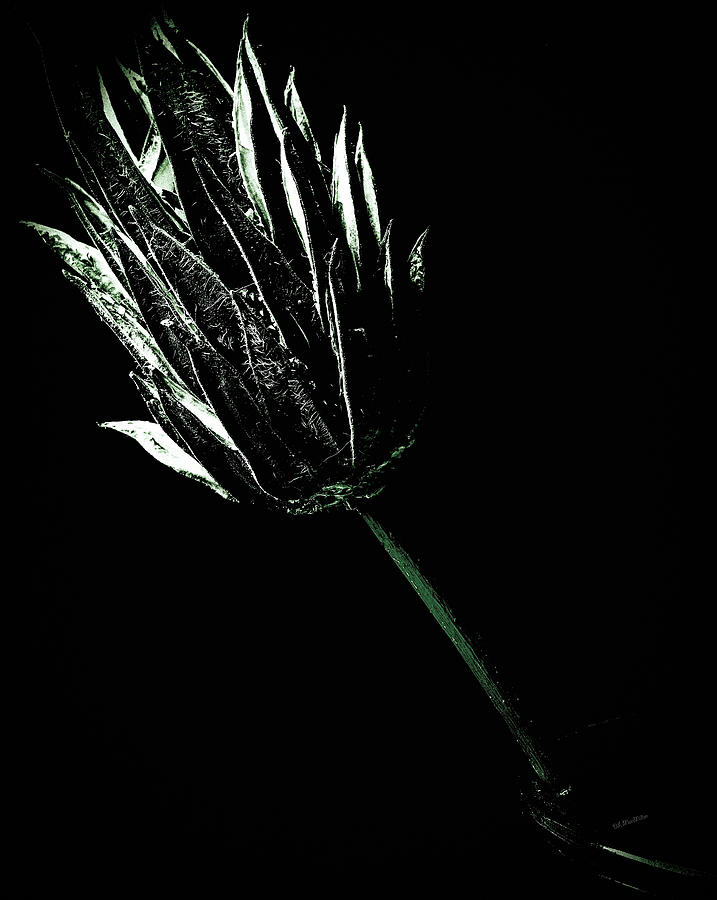 Dried Flower Still Life by Donna Lee Dried Flower Still Life by Donna Lee