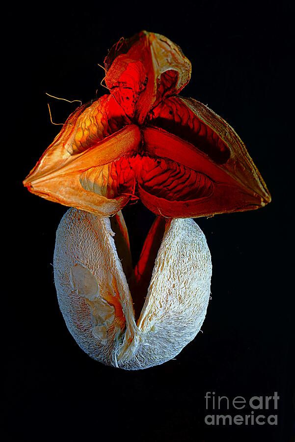 Composition with dried plantes Red hat. Photograph by Alexander Vinogradov
