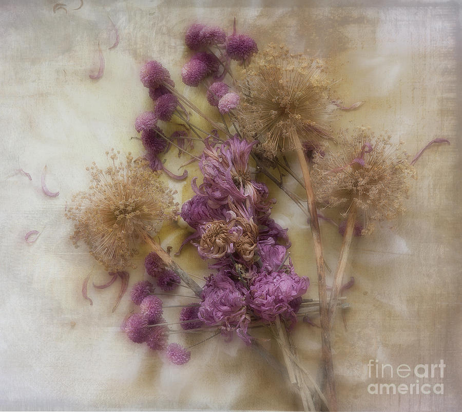 Dried Flowers Photograph by Ann Jacobson