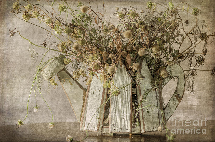 Dried Flowers in Watering Can Photograph by Tamara Becker