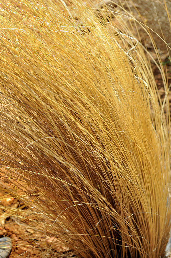 Dried Grass Photograph by Ron Cline