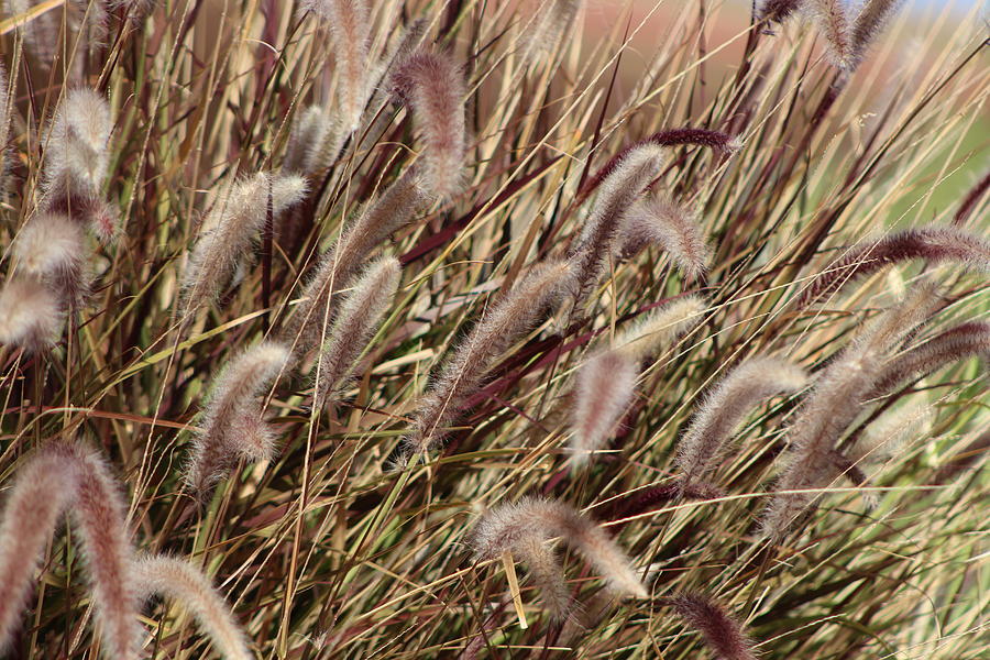 Dried Grasses in Burgundy and Toasted Wheat Photograph by Colleen Cornelius