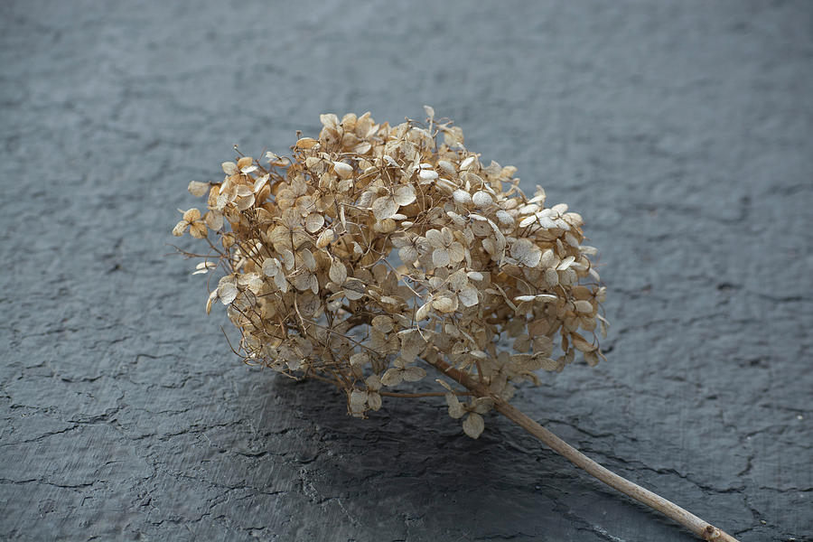 Nature Photograph - Dried Hydrangea Blossoms on Blacktop by Susan Newcomb