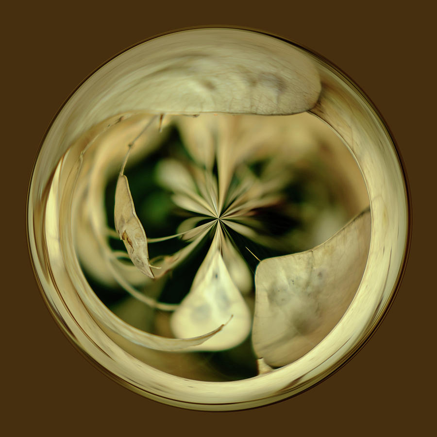 Dried Hydrangea Orb Digital Art by Michelle Whitmore