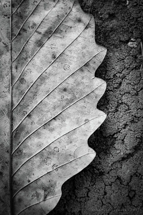 Dried Leaf Photograph by Henri Irizarri
