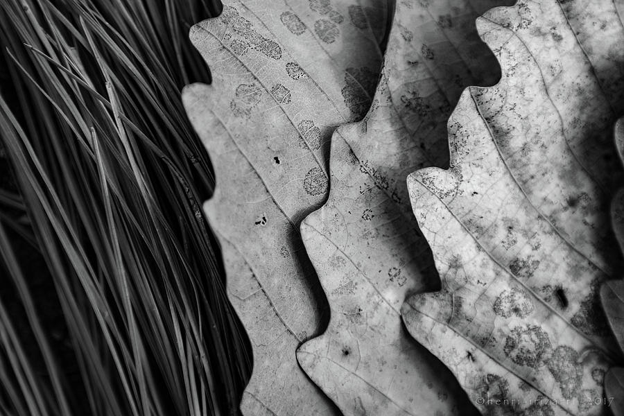 Dried Leaves and Pine Needles  Photograph by Henri Irizarri