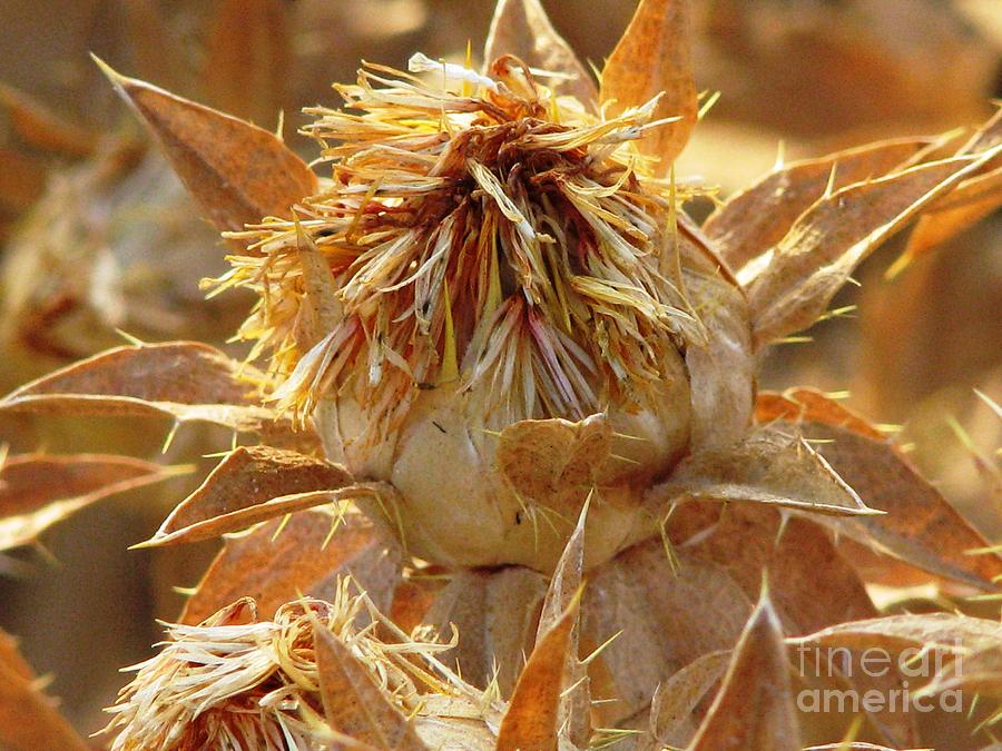 Dried Mustard Flower Photograph by Flo DiBona Fine Art America