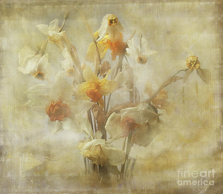 Dried Narcissus Photograph by Ann Jacobson