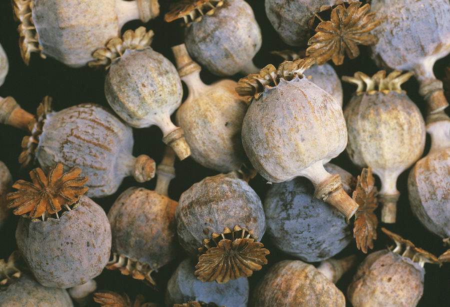 Dried Opium Poppies Photograph by Alan Sirulnikoff