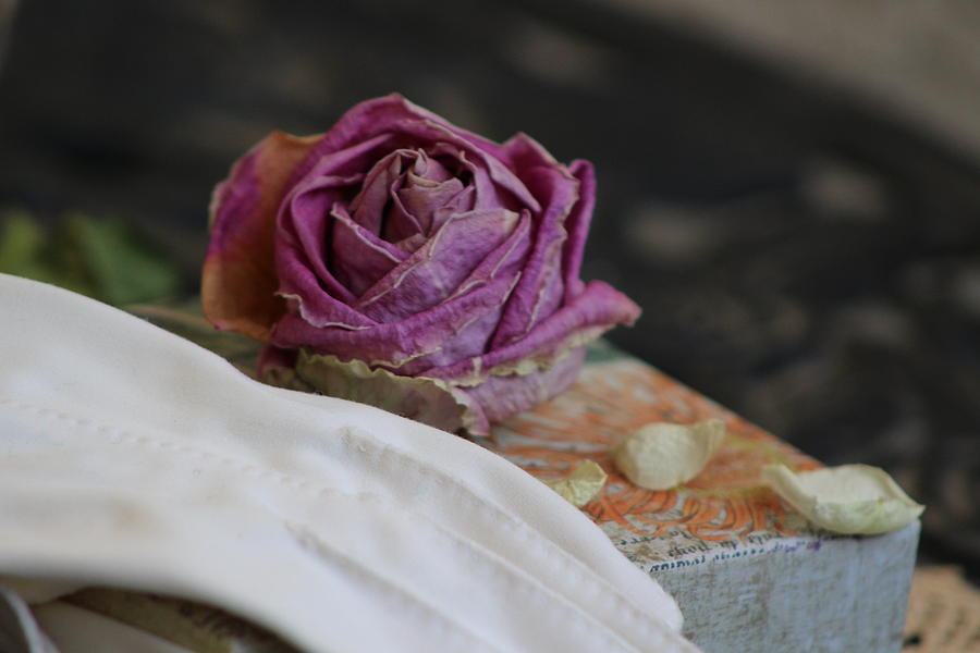 Dried Pink Rose and Antique White Glove Photograph by Colleen Cornelius