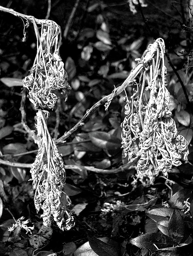 Dried Plant #81 Photograph by Raymond Magnani