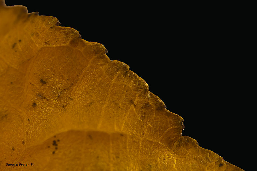 Dried Poplar Leaf Macro Photograph by Sandra Foster