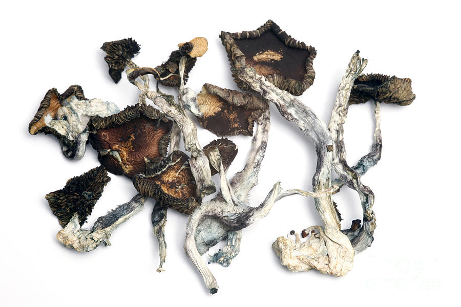 Mushroom Photograph - Dried Psilocybe Cubensis by Ford McCann