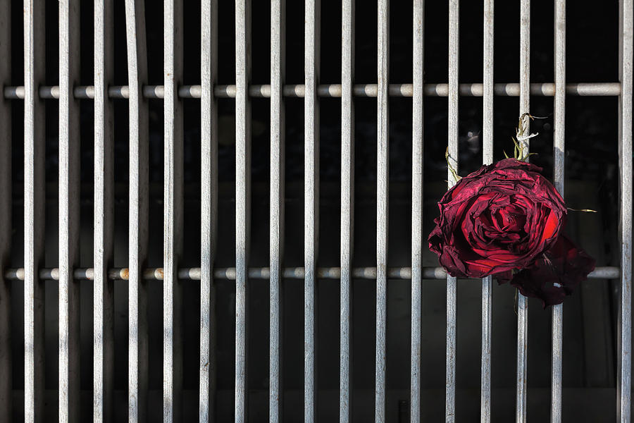 Dried Rose and Grate Photograph by Robert Ullmann