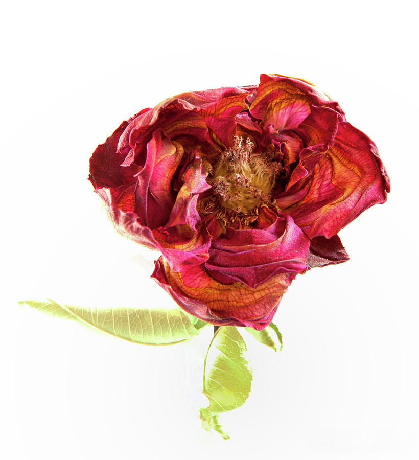 Dried Rose Blossom Photograph by Floyd Hopper