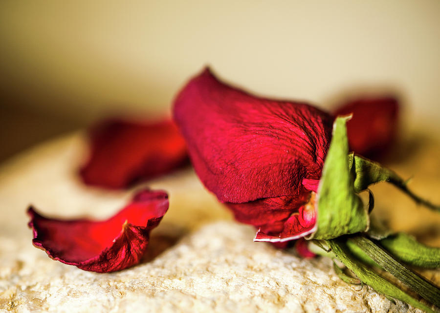 Dried rose II Photograph by Hyuntae Kim
