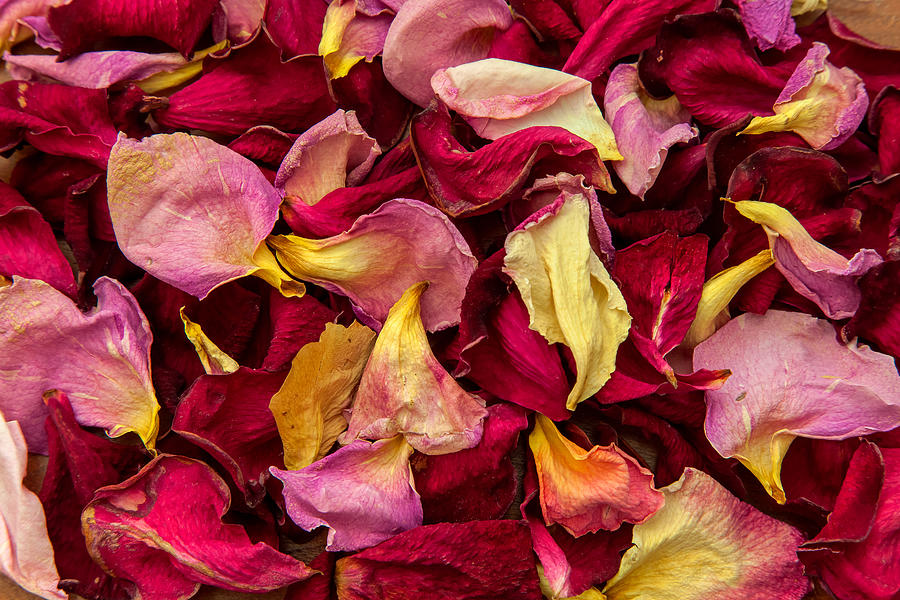 Dried Rose Pedals Photograph