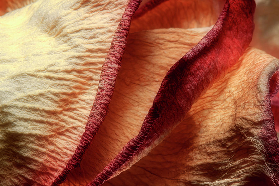 Abstract Photograph - Dried Rose Petals I by Tom Mc Nemar