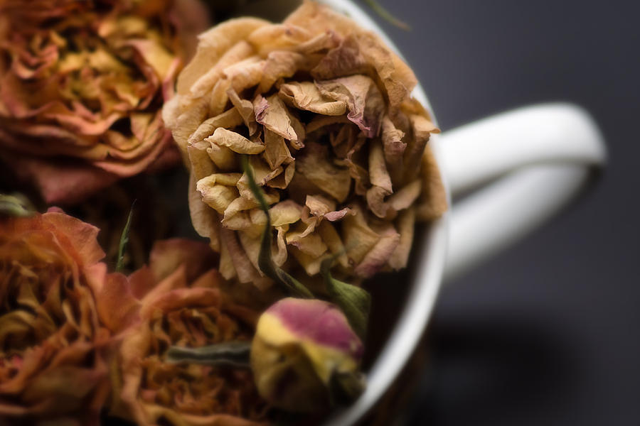 Dried Roses Photograph by Michael Demagall