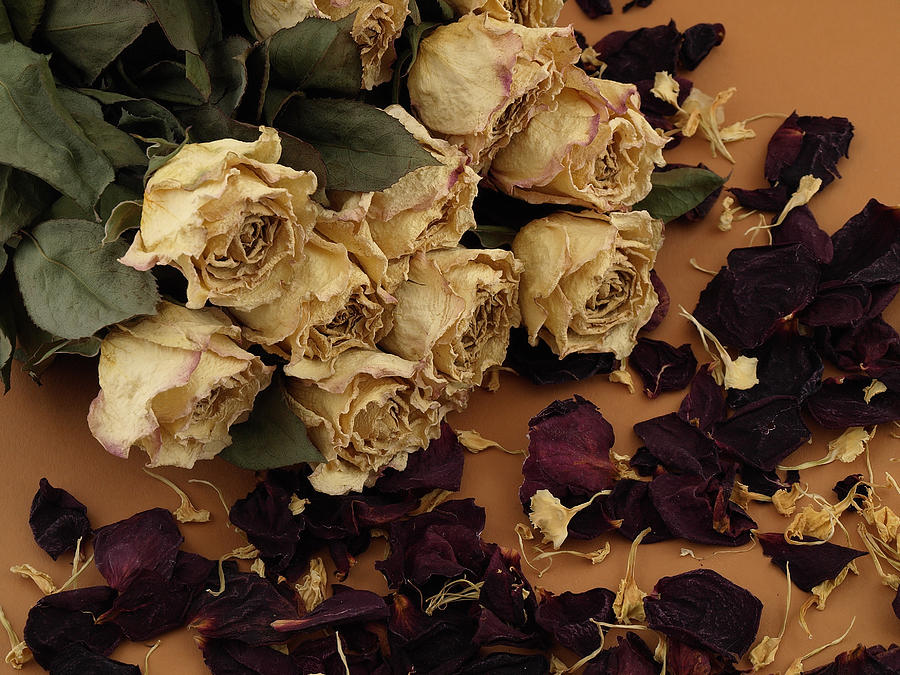 Rose Photograph - Dried Roses by Robert Gebbie