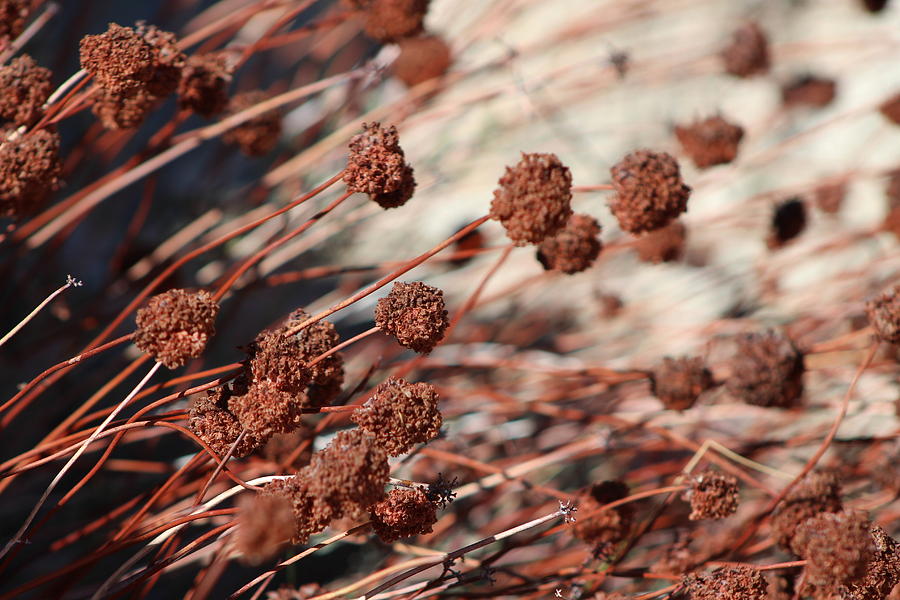 Dried Rust Brown Seed Heads Photograph by Colleen Cornelius