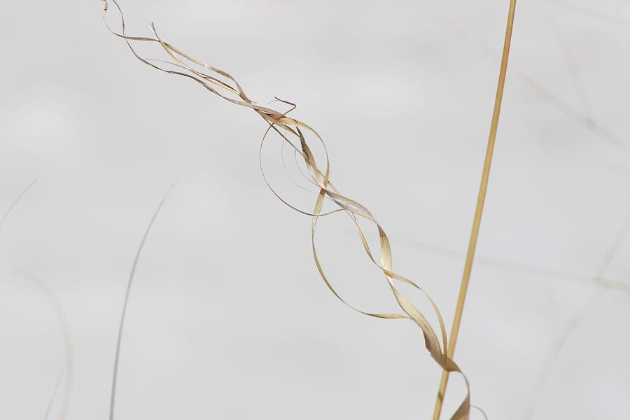 Grass Photograph - Dried Spiral Grass in White Sands by Colleen Cornelius