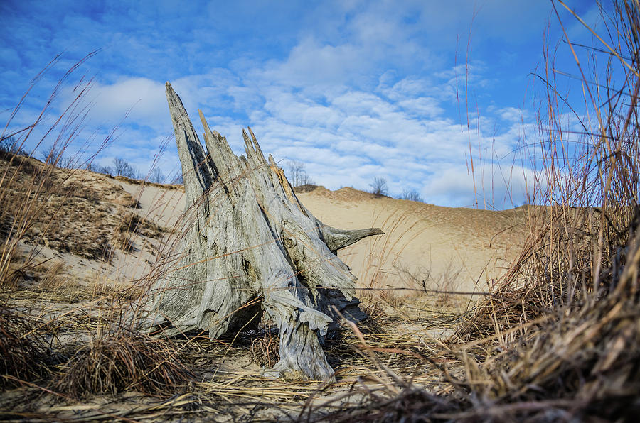 Dried Stump at Warren Dunes by Ryan Ketterer Dried Stump at Warren Dunes by Ryan Ketterer