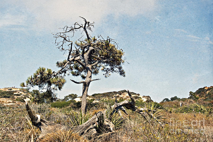 Dried Torrey Pine Photograph by Gabriele Pomykaj