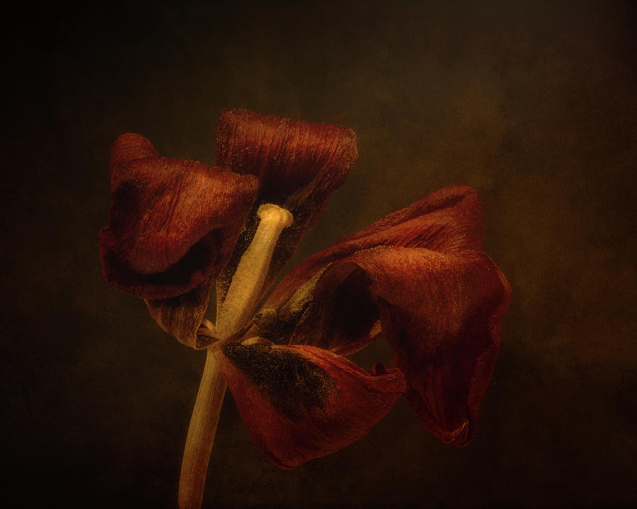 Tulip Blossom Photograph - Dried Tulip Blossom 2 by Scott Norris Tulip Blossom Photograph - Dried Tulip Blossom 2 by Scott Norris
