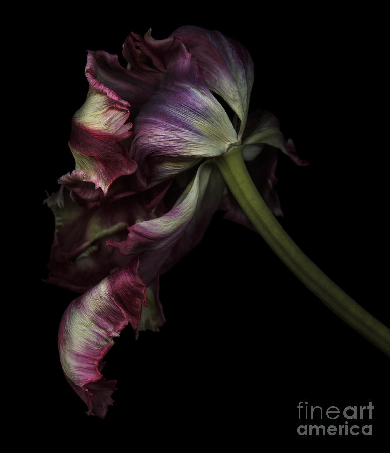 Dried tulip Photograph by Oscar Gutierrez