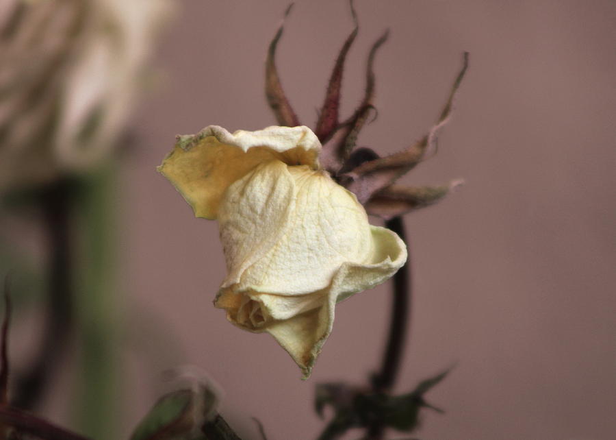 Dried White Rose Bud on Rose Gold Background Photograph by Colleen Cornelius