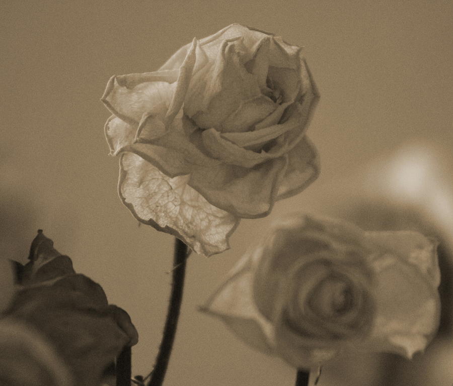 Dried White Roses in Sepia Tones Photograph by Colleen Cornelius