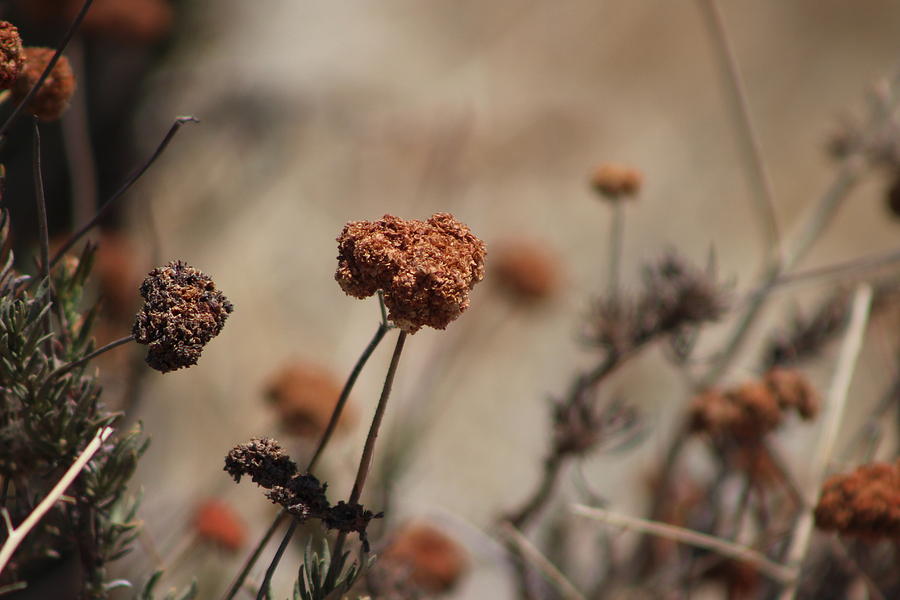 Dried Wildflowers In Sepia Tones Photograph by Colleen Cornelius