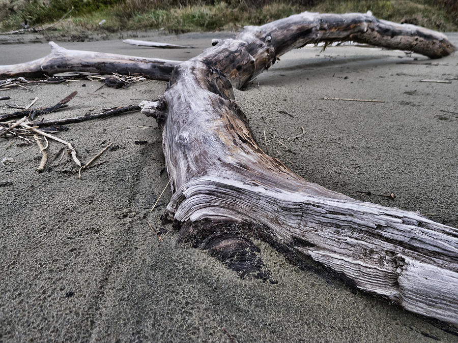 Drift Log on the Beach Photograph by HW Kateley