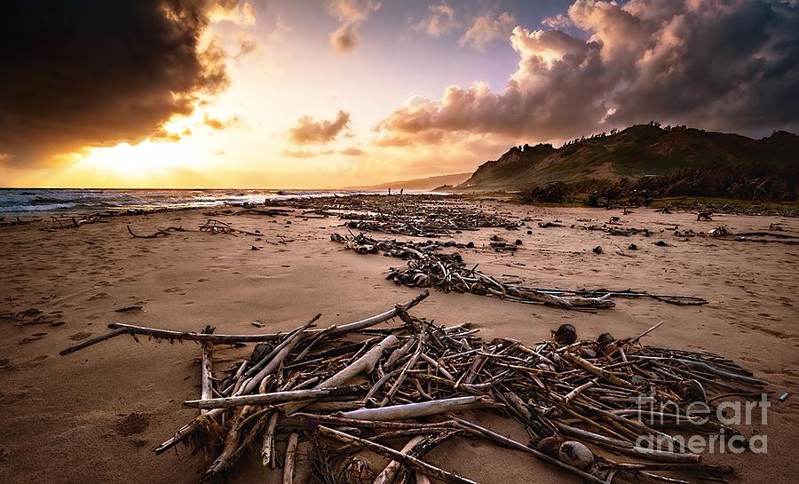 Drift Wood Beach Photograph by Hugh Walker