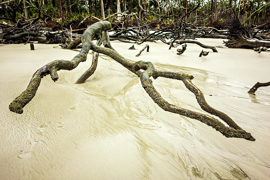 Drift Wood On Hunting Island South Carolina Photograph by Alex Grichenko