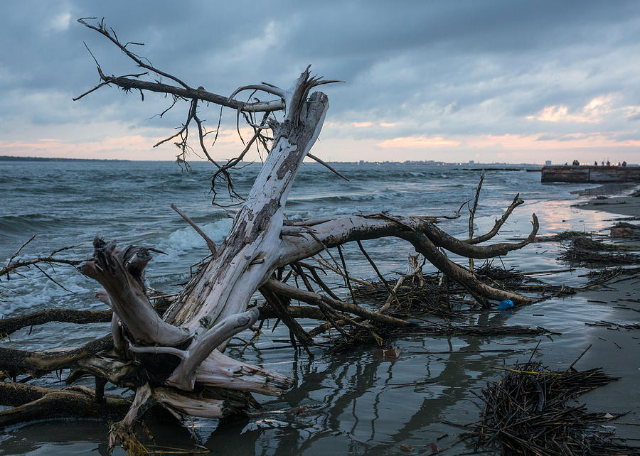 Drift Wood  Photograph by Tim Fitzwater