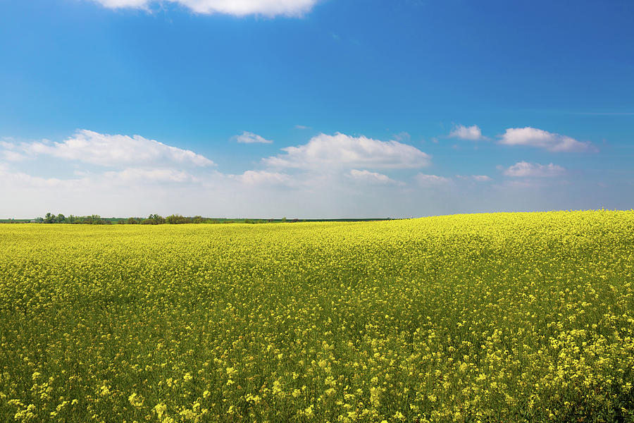 Drifting Days - Blue Skies And Yellow Canola In Oklahoma Photograph