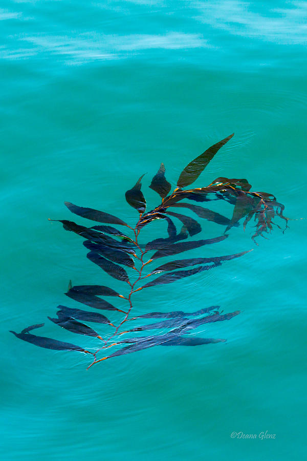 Drifting Giant Kelp Photograph by Deana Glenz