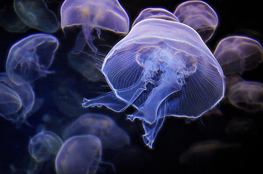 Drifting Jellyfish Photograph by Phyllis Meinke